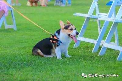 三亚爱犬嘉年华狗狗去哪儿来三亚啦！