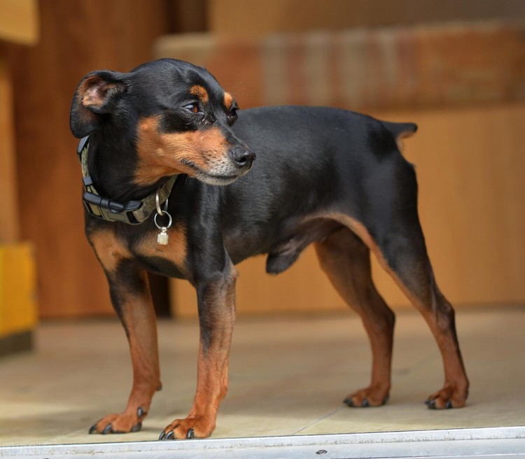 这几种小型犬可不是白眼狼给它一口吃的就会跟你一辈子