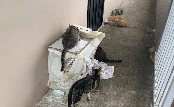 门外传奶猫声她惊见虎斑食客带6孩投靠网友：你中奖了