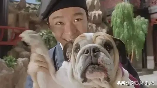 巴哥犬，布偶猫，万能梗，萌宠的名字原来是那么有学问！