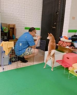 主人在旁边吃饭柴犬用各种招数来讨食主人被迫蹲在围栏外吃饭