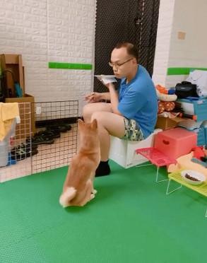 主人在旁边吃饭柴犬用各种招数来讨食主人被迫蹲在围栏外吃饭