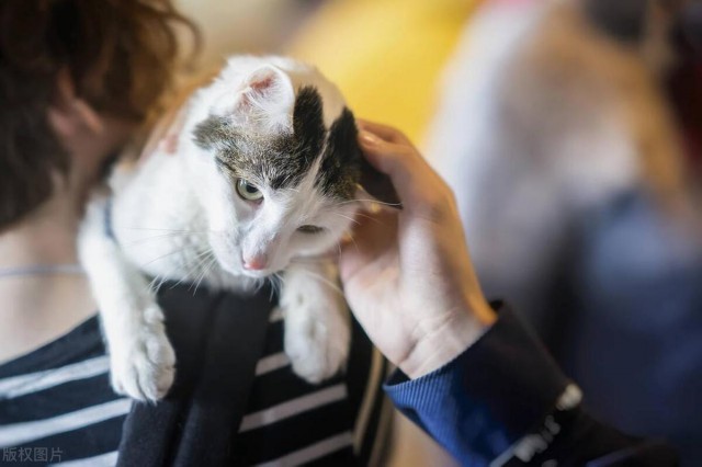 收养流浪猫要注意什么让我们一起关爱这些可爱的小生命！